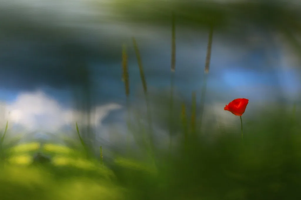 Mes rivières disparues (…)