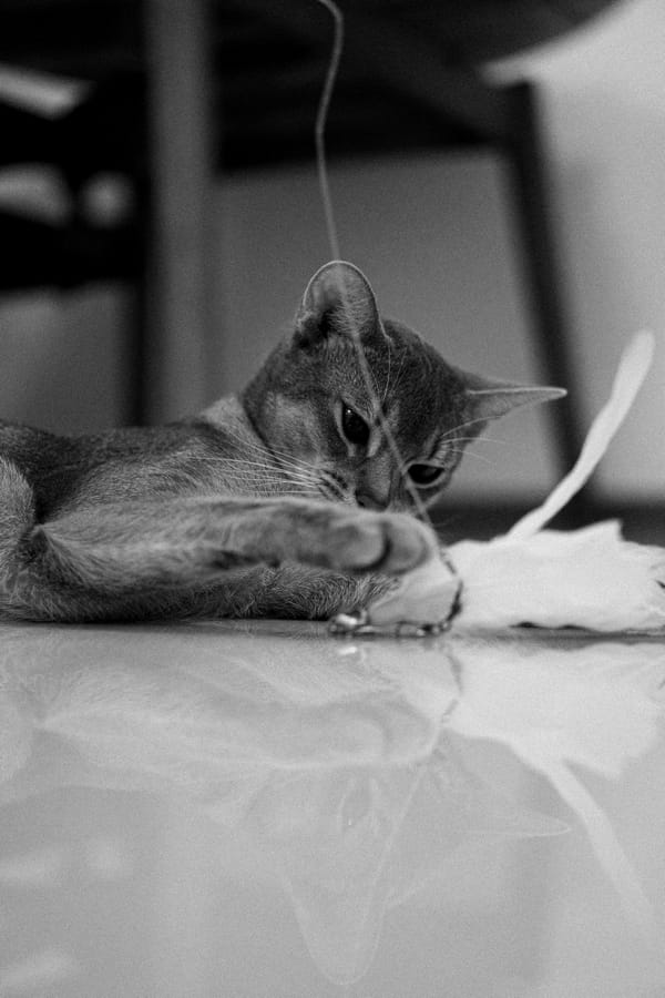 Un chat qui joue avec un fil