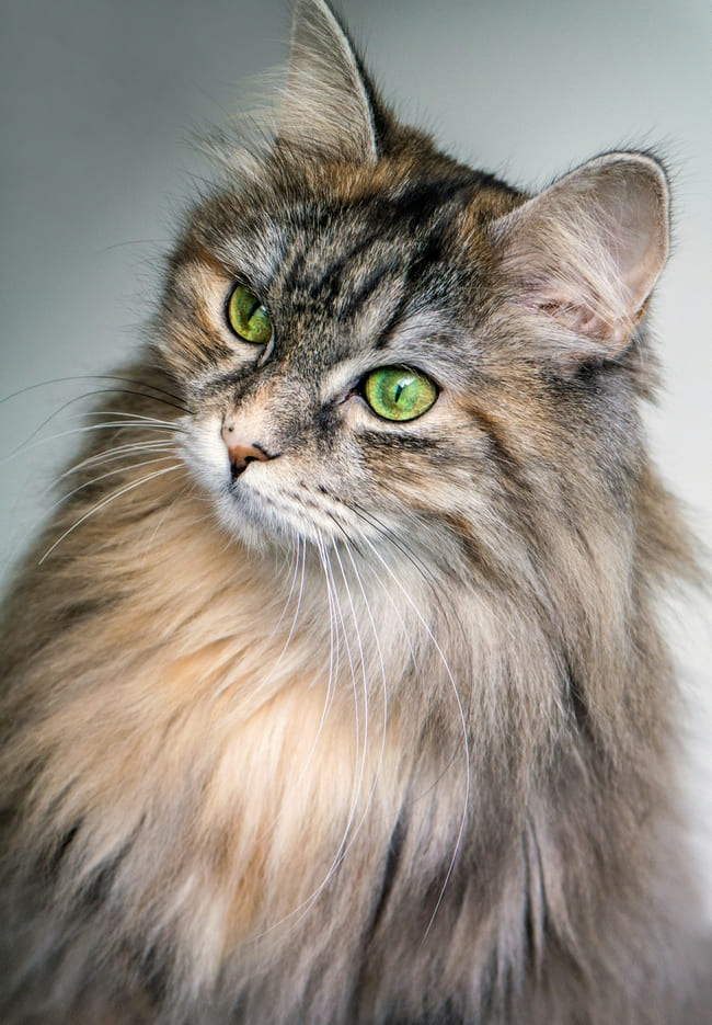 un chat aux yeux verts