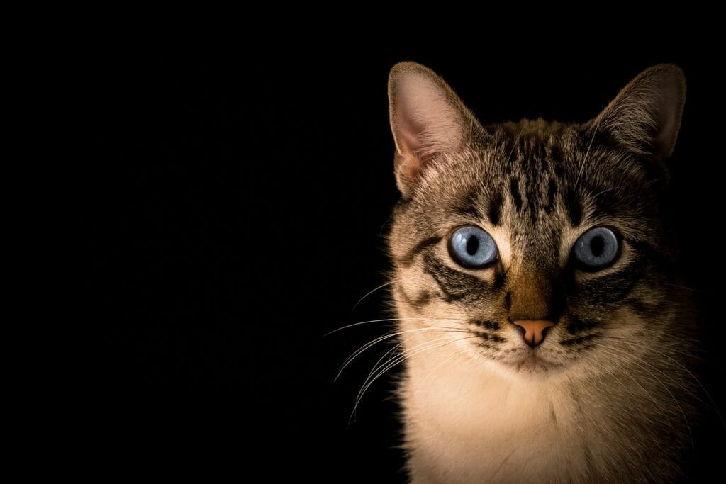 chat