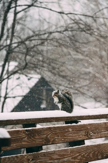 Un écureuil sur une barrière sous la neige